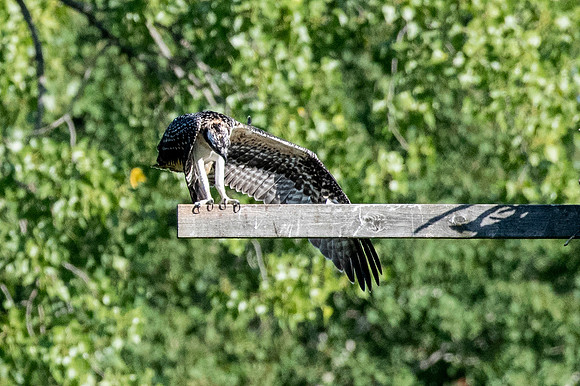Osprey 4