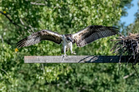 Osprey 14