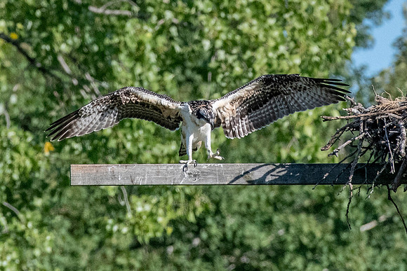 Osprey 14