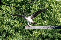 Osprey 6