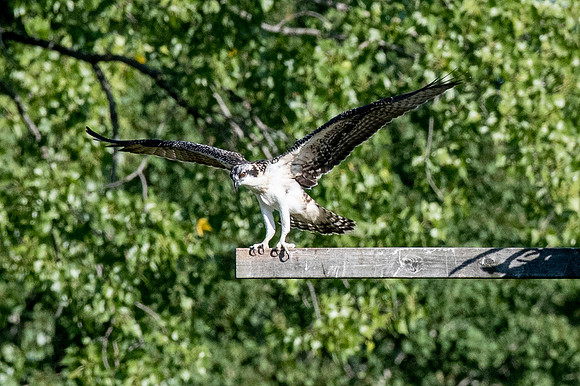 Osprey 6