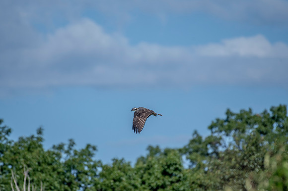 Osprey 22 Soaring