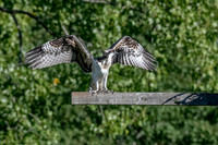 Osprey 9