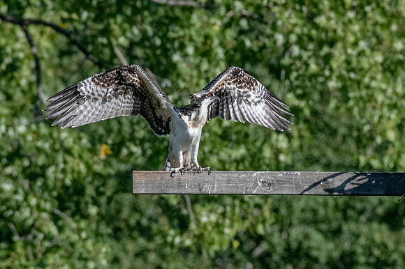 Osprey 9