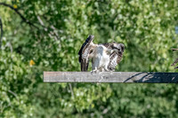 Osprey 13