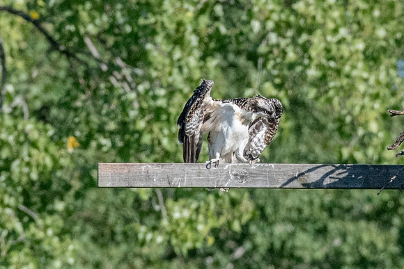 Osprey 13