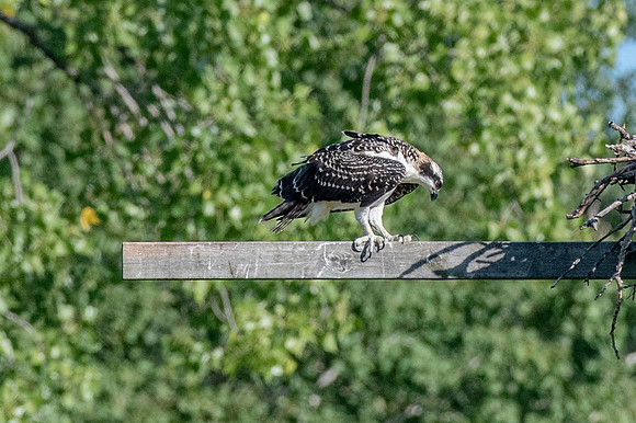 Osprey 12