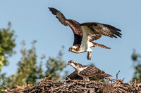 Osprey 15