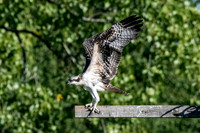 Osprey 8
