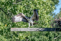 Osprey 10