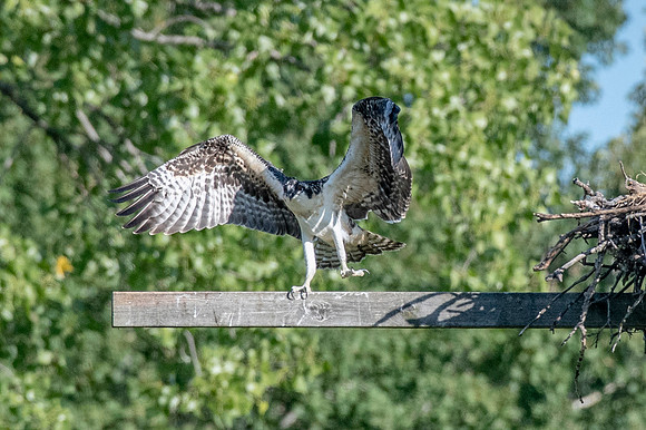 Osprey 10