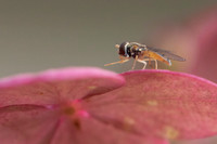 Hydrangea Petal Perch