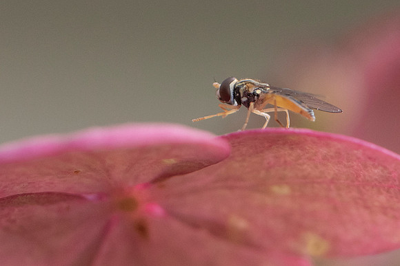 Hydrangea Petal Perch