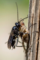Wasp 1, Spider 0