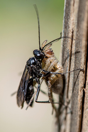 Wasp 1, Spider 0