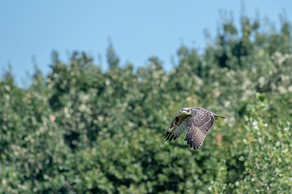 Osprey 21 First Flight