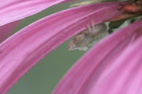 Ambush Bug Nymph