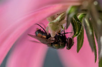 Fly Feast