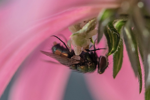 Fly Feast