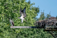 Osprey 20