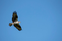 Osprey 2
