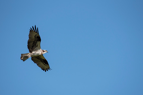 Osprey 2