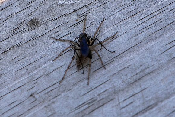 Wasp vs Spider