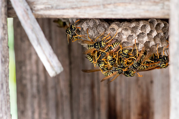 Wasp Nest, Back Gate