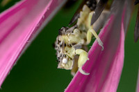 Ambush Bug All Grown Up