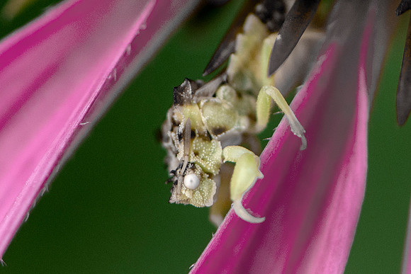 Ambush Bug All Grown Up