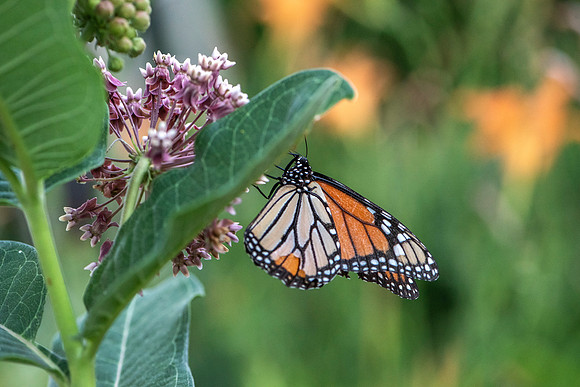 Monarch-Milkweed-Daylilies