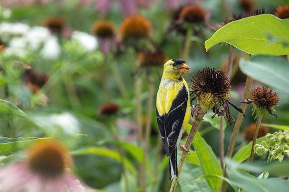 Coneflower Crunch