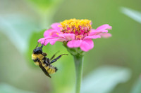 Sleeping Bee
