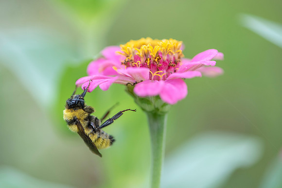 Sleeping Bee