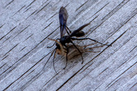 Wasp vs Spider 2