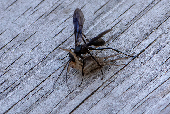 Wasp vs Spider 2
