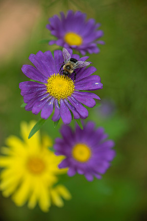 Flower Power