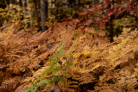 Deadhorse Trail
