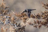 Townsend's Solitaire - on the move