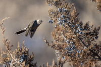 Townsend's Solitaire - approach