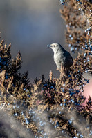 Townsend's Solitaire - portrait