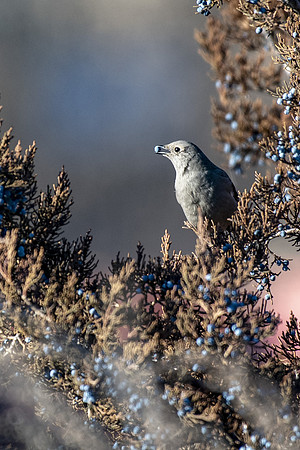 Townsend's Solitaire - portrait