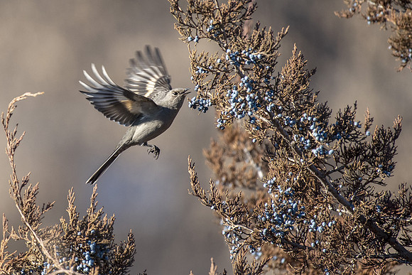 Townsend's Solitaire - ready to grab