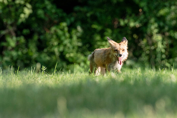 Hot Fox