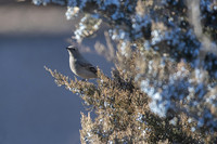 Townsend's Solitaire - blues and grays