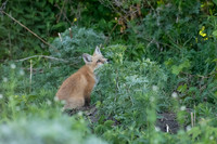 Birdwatching