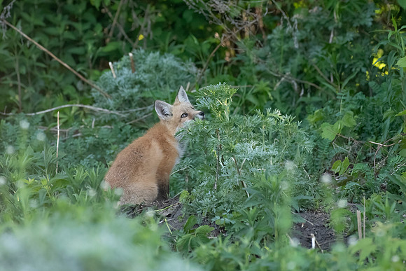 Birdwatching