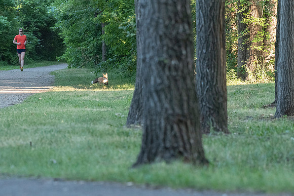 Runner and Fox