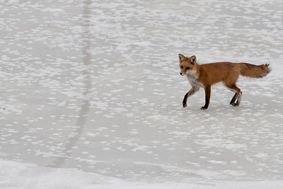 Fox on Ice