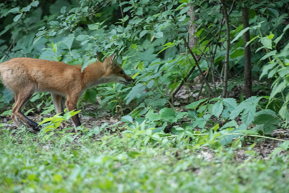 New Hunter